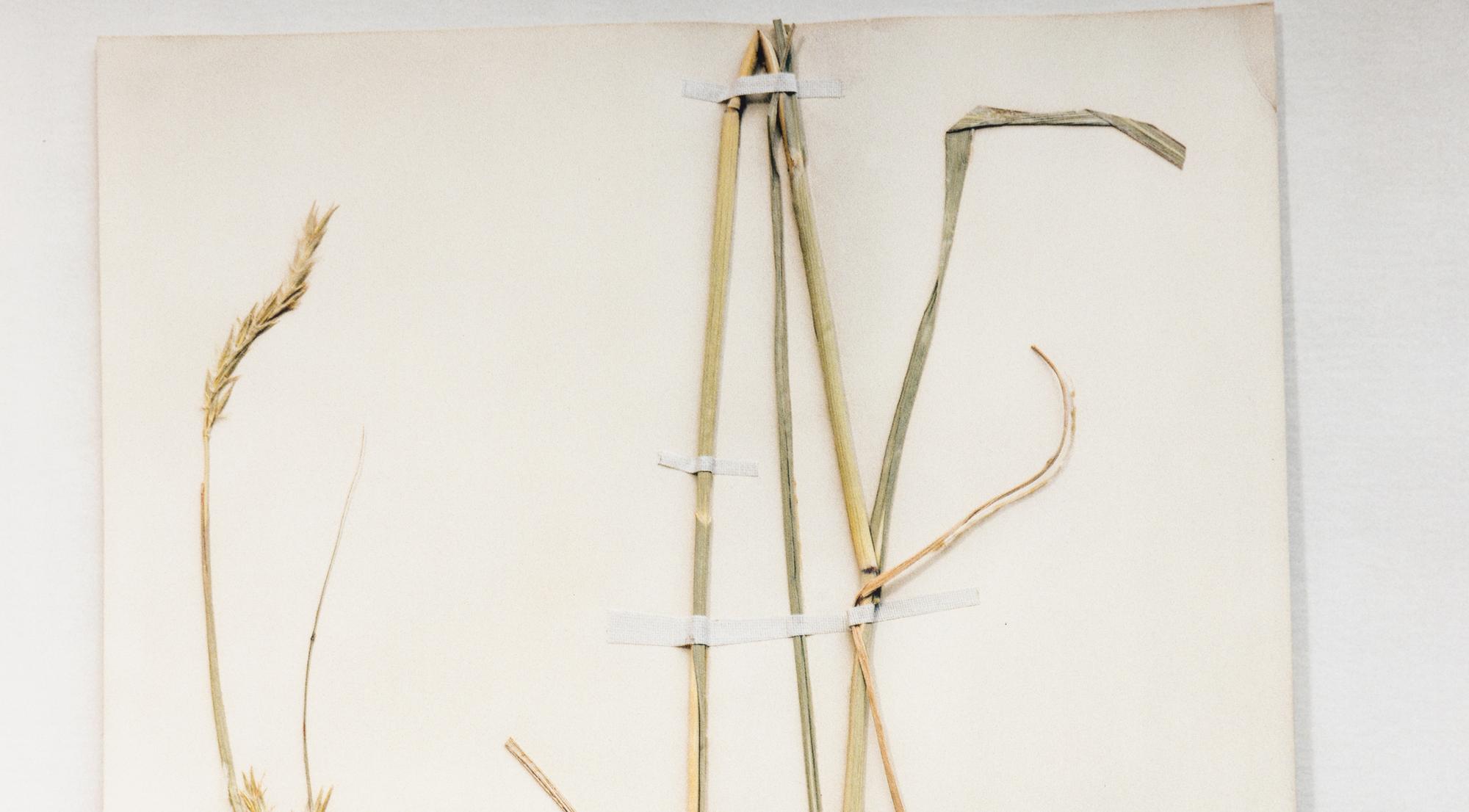 Field Museum, Andropogon, July 24, 1893 , 1999