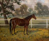 Horse Standing