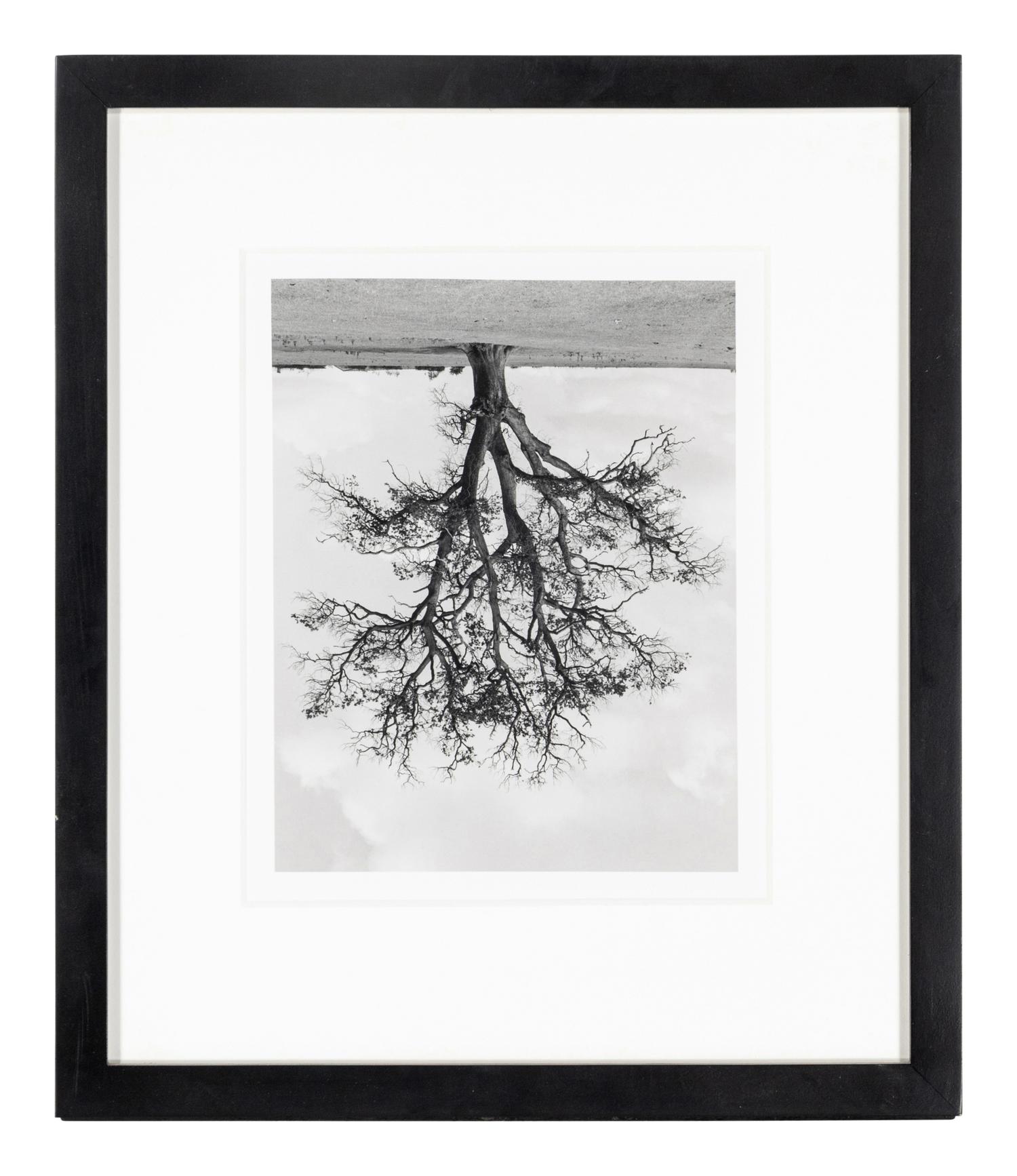 Rodney Graham (1949-2022) Oxfordshire Oak, Banford, Fall, 1990