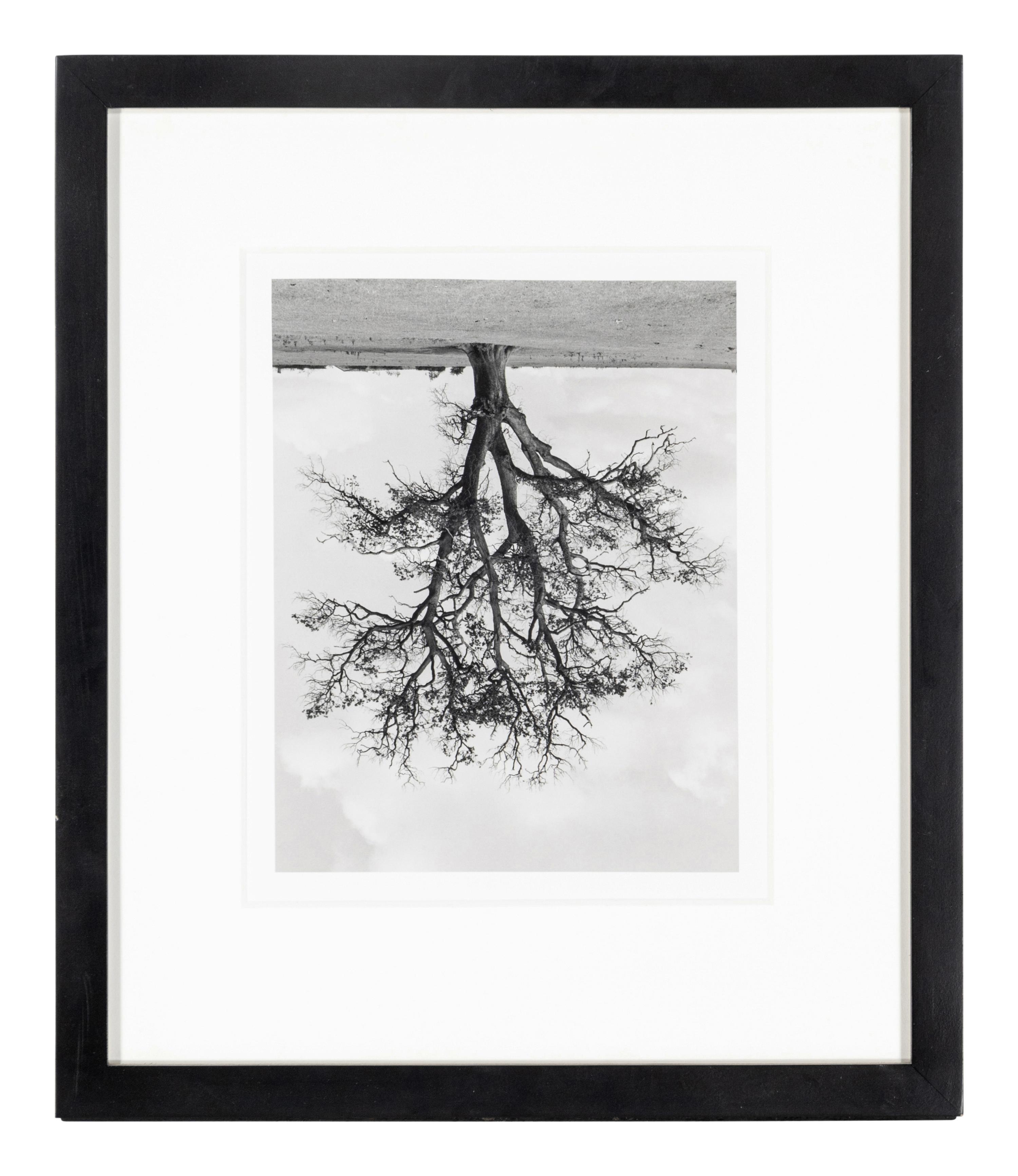 Rodney Graham (1949-2022) Oxfordshire Oak, Banford, Fall, 1990