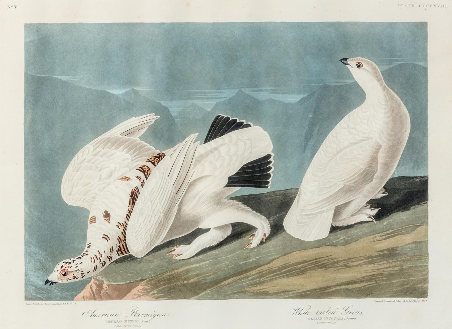 AUDUBON, John James (1785-1851)