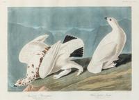 AUDUBON, John James (1785-1851)