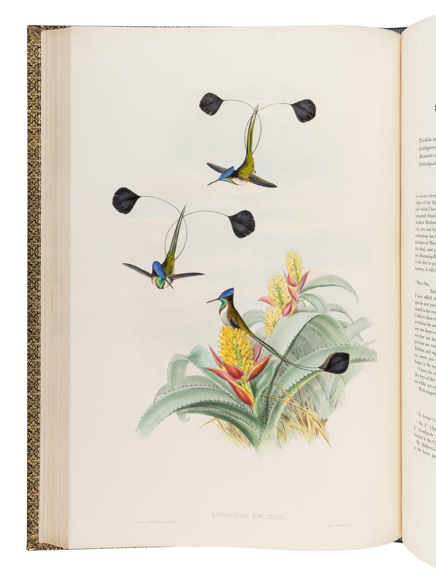 GOULD, John (1804-1881). A Monograph of the Trochilidae, or Family of Humming-Birds . London: Taylor and Francis for the Author, [1849]-1861.