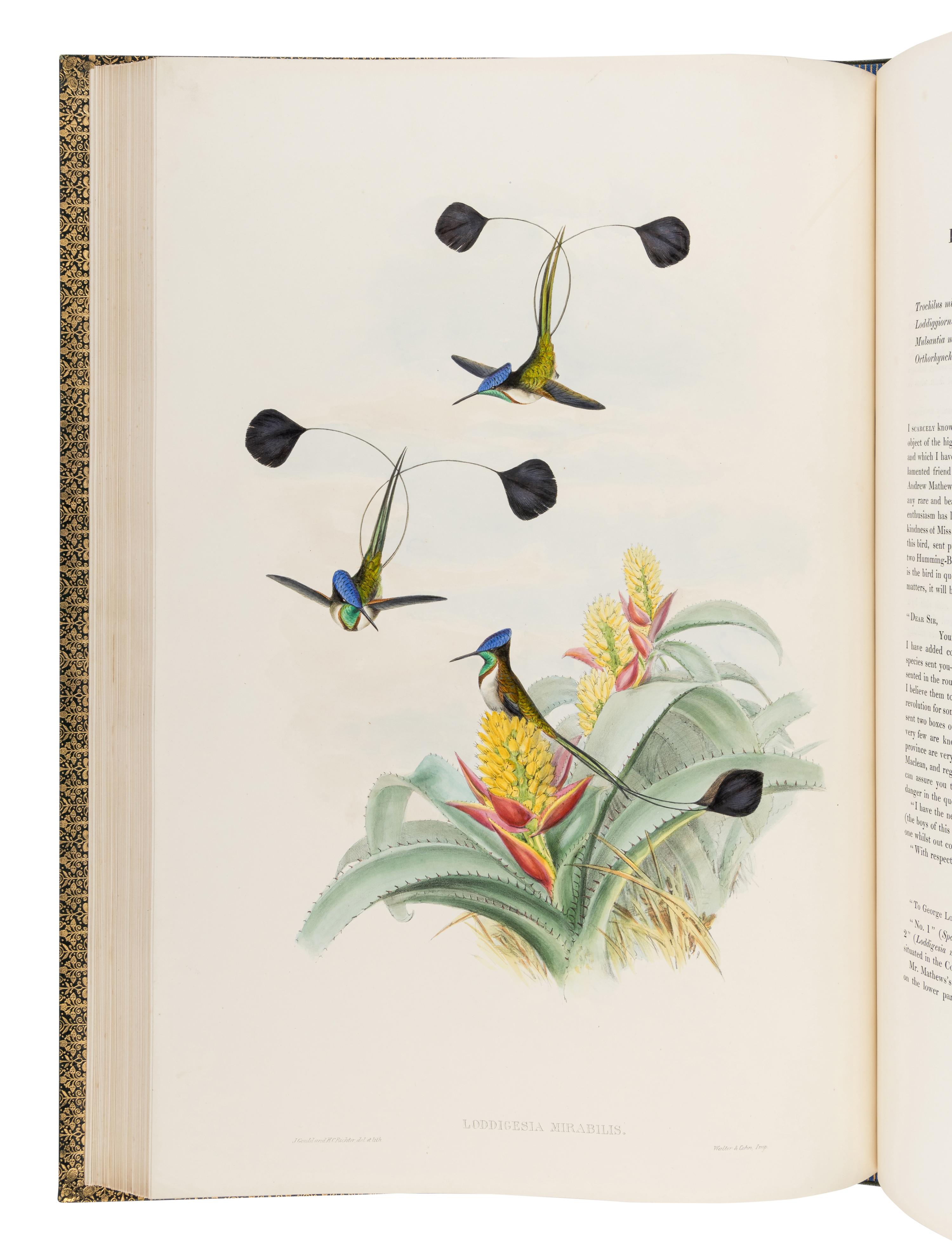 GOULD, John (1804-1881). A Monograph of the Trochilidae, or Family of Humming-Birds . London: Taylor and Francis for the Author, [1849]-1861.