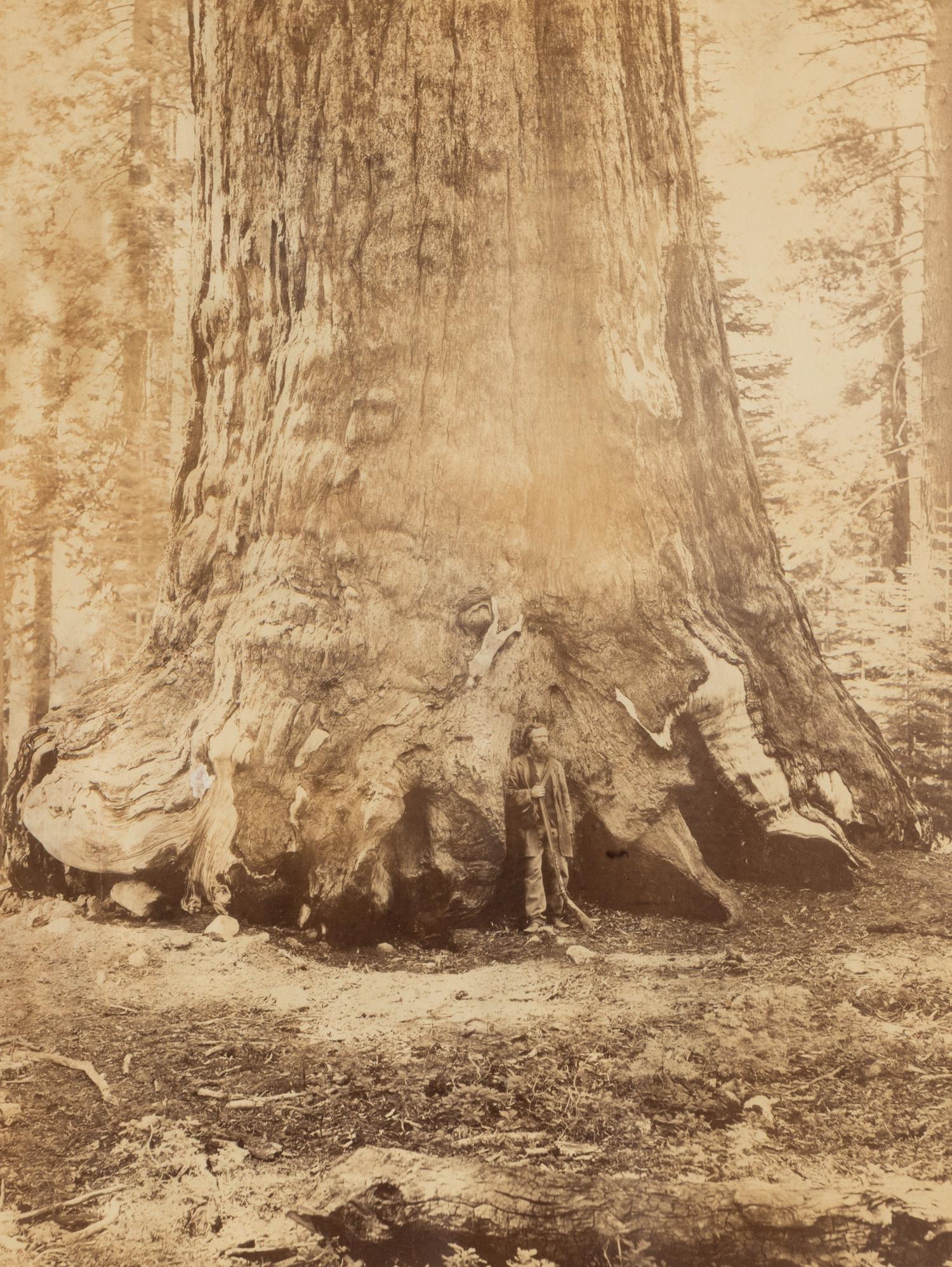 Watkins, Carleton E. (1829-1916). Section of the Grizzly Giant with Galen Clark, Mariposa Grove, Yosemite . Ca 1865-66.