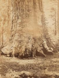 Watkins, Carleton E. (1829-1916). Section of the Grizzly Giant with Galen Clark, Mariposa Grove, Yosemite . Ca 1865-66.