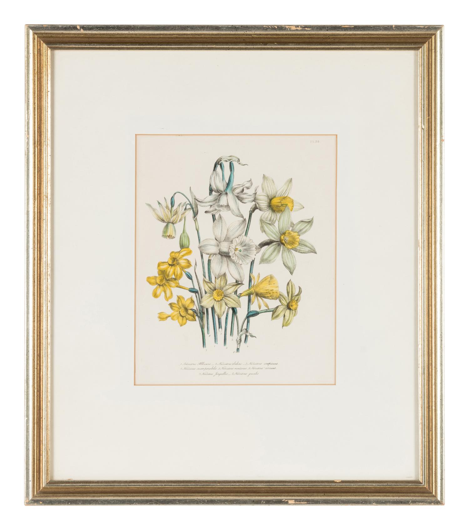 Three Botanical Prints