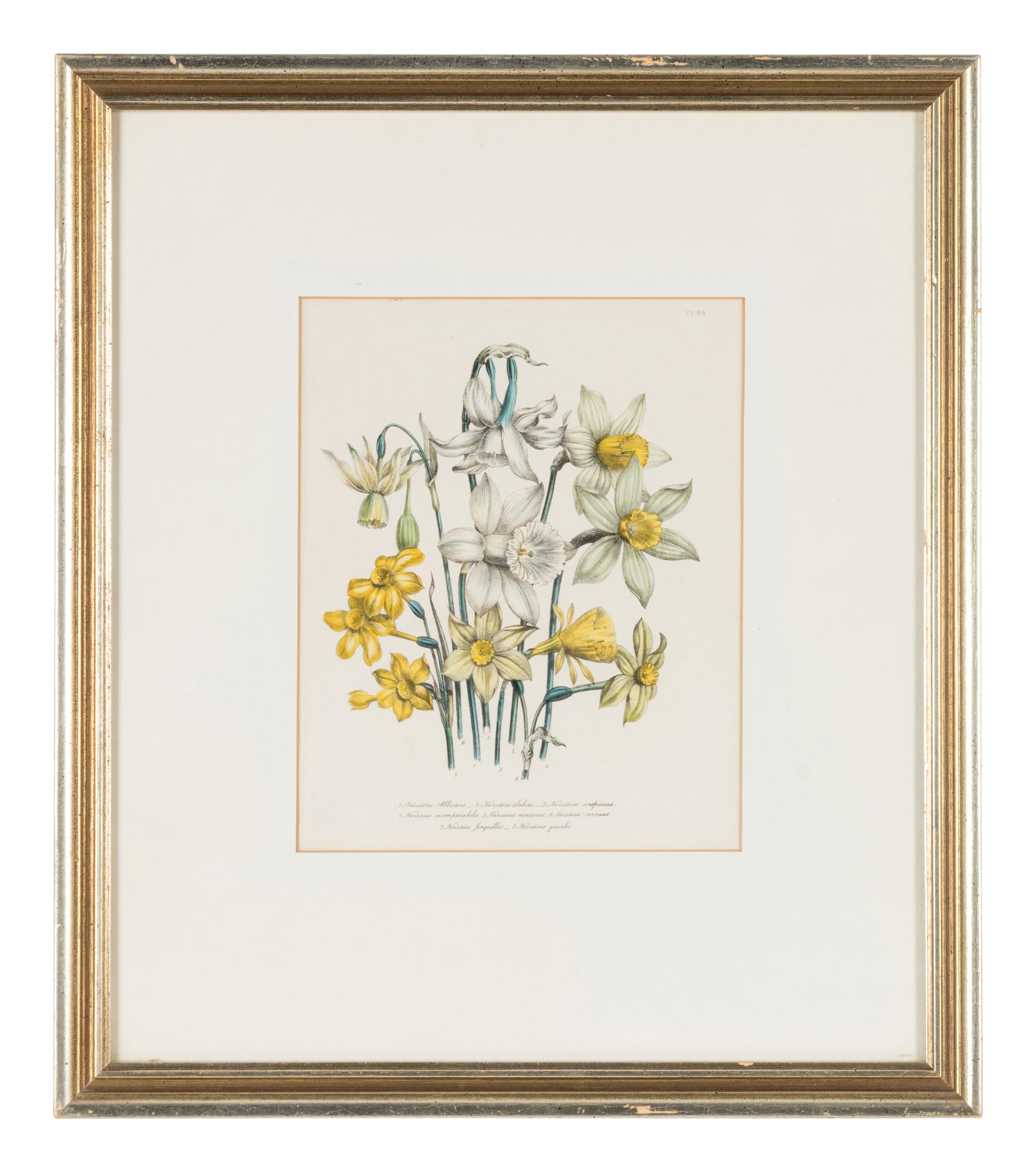 Three Botanical Prints