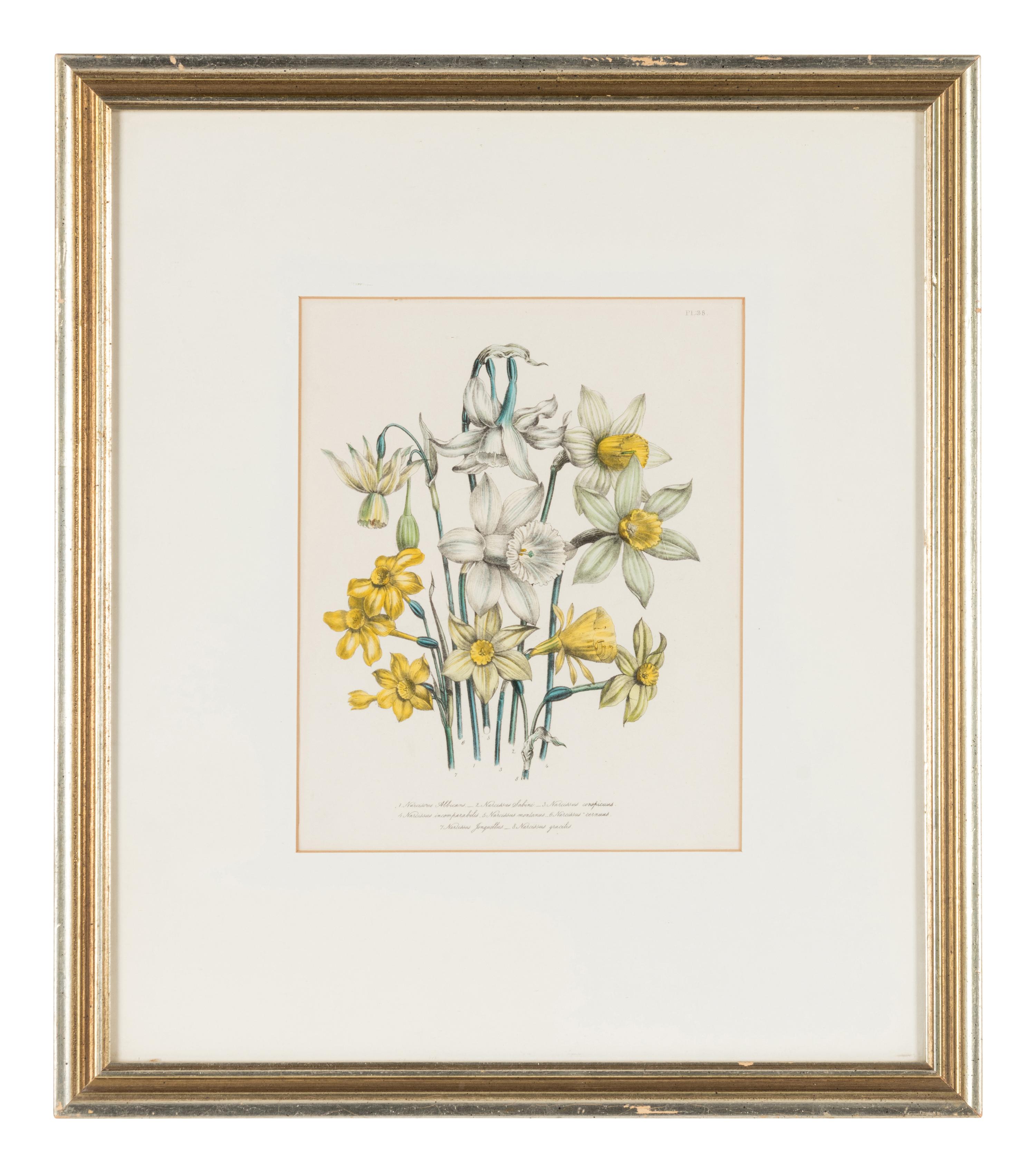 Three Botanical Prints