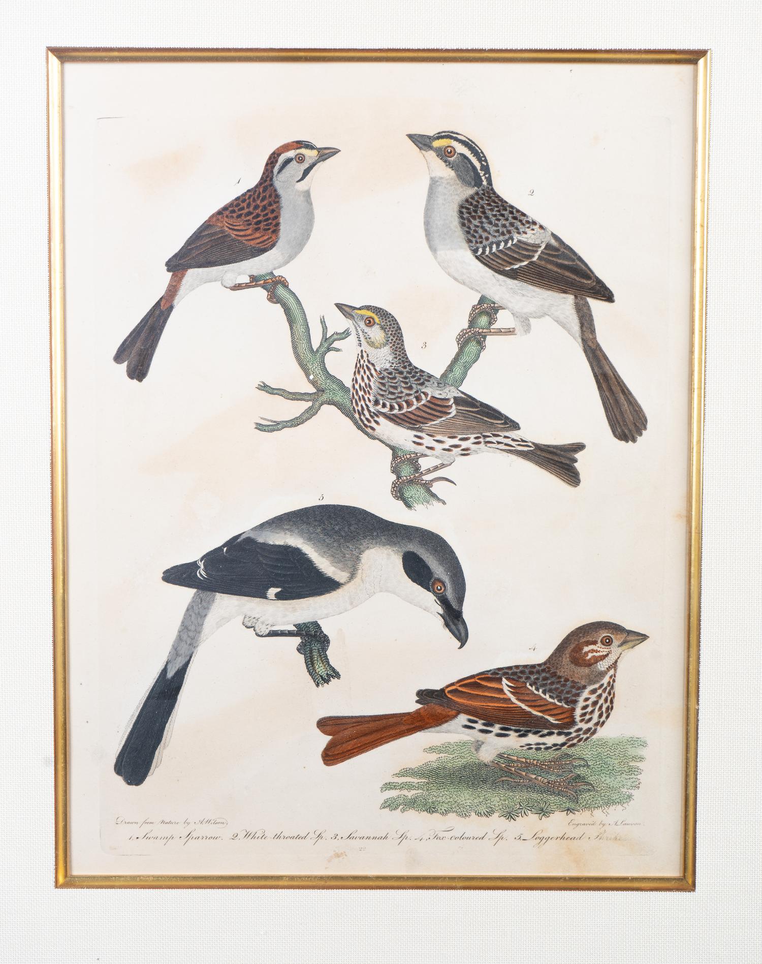 Four Hand-Colored Bird Engravings