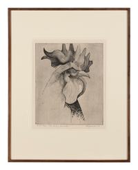 The Cock of Socrates