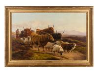 Highland Cattle and Sheep