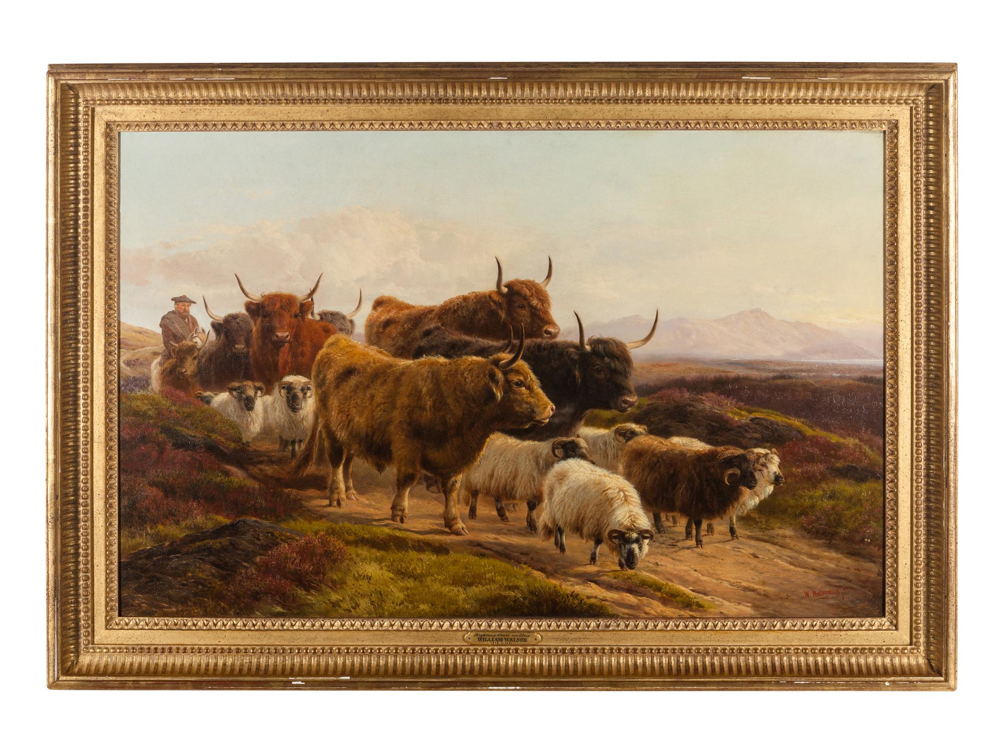 Highland Cattle and Sheep
