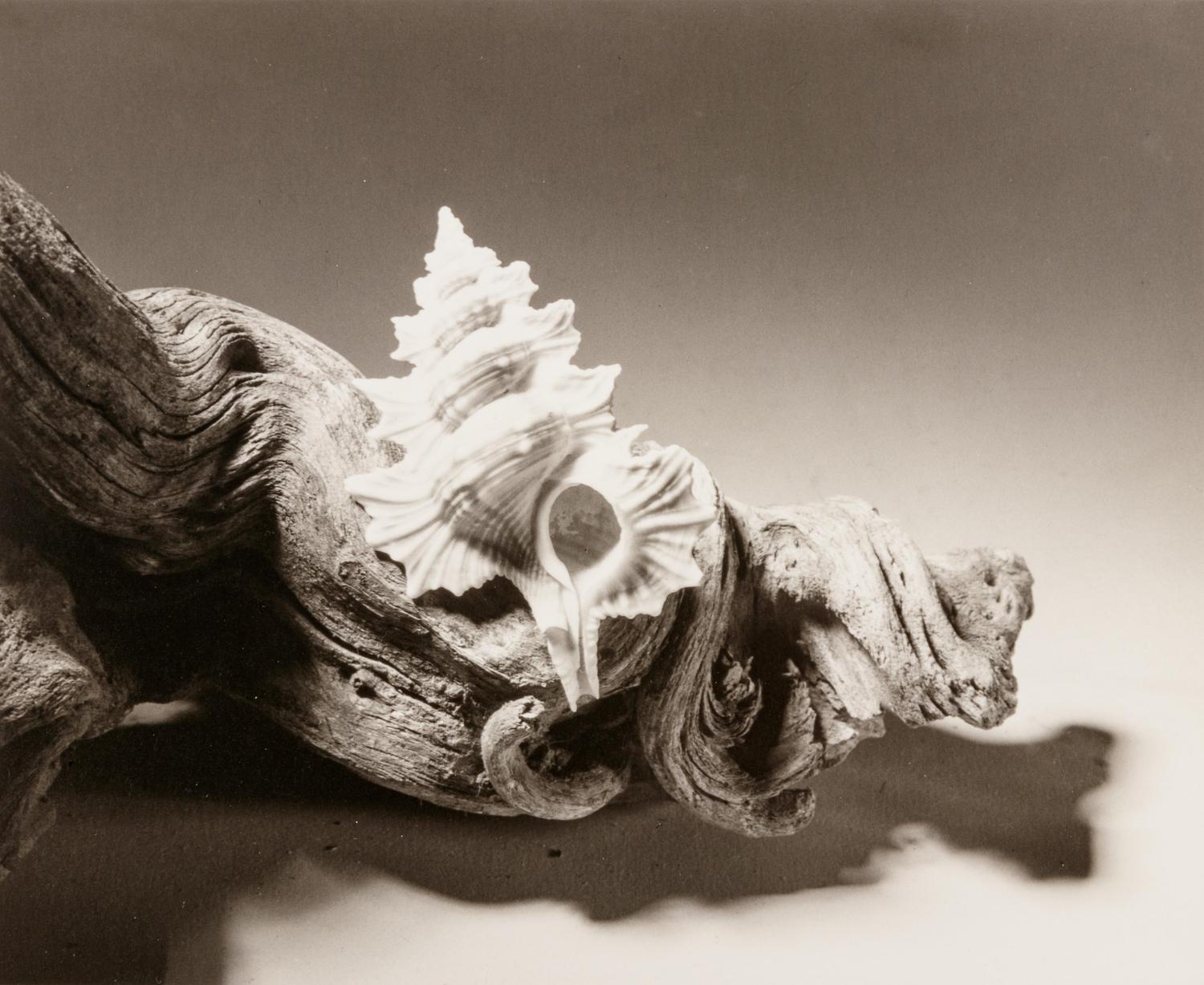 Shell