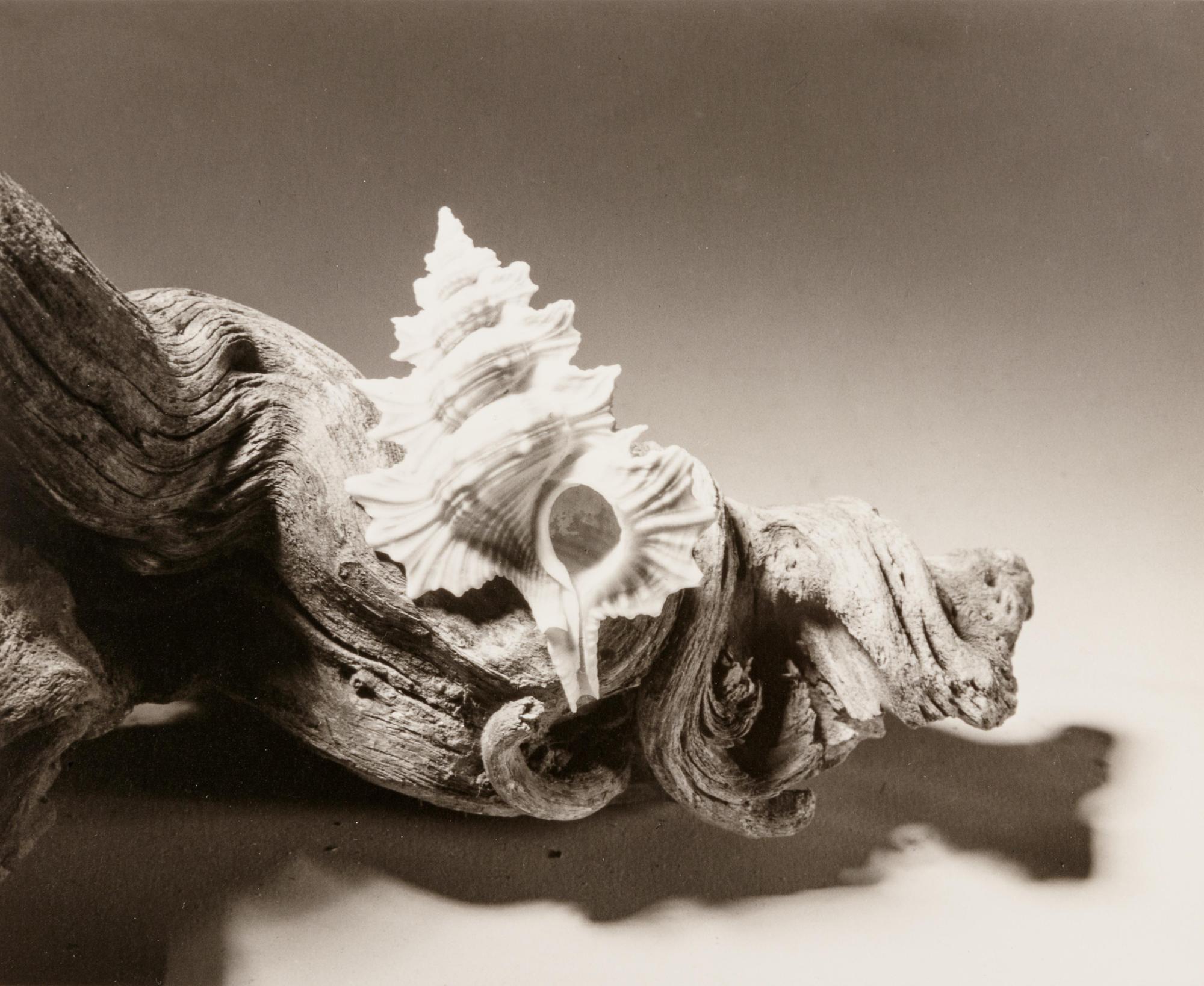 Shell