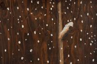 Birdfeeder , 1984