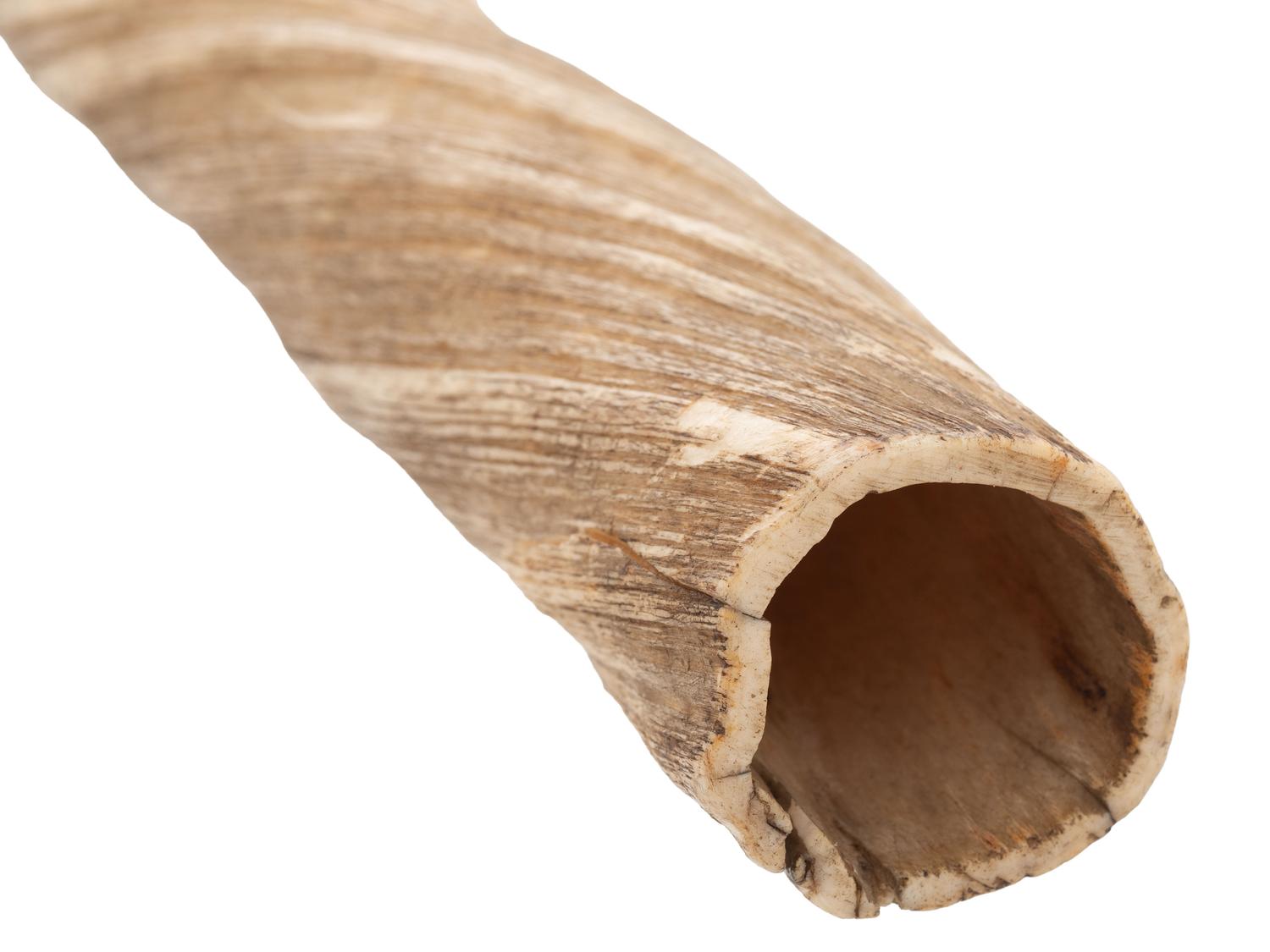 A Narwhal Tusk