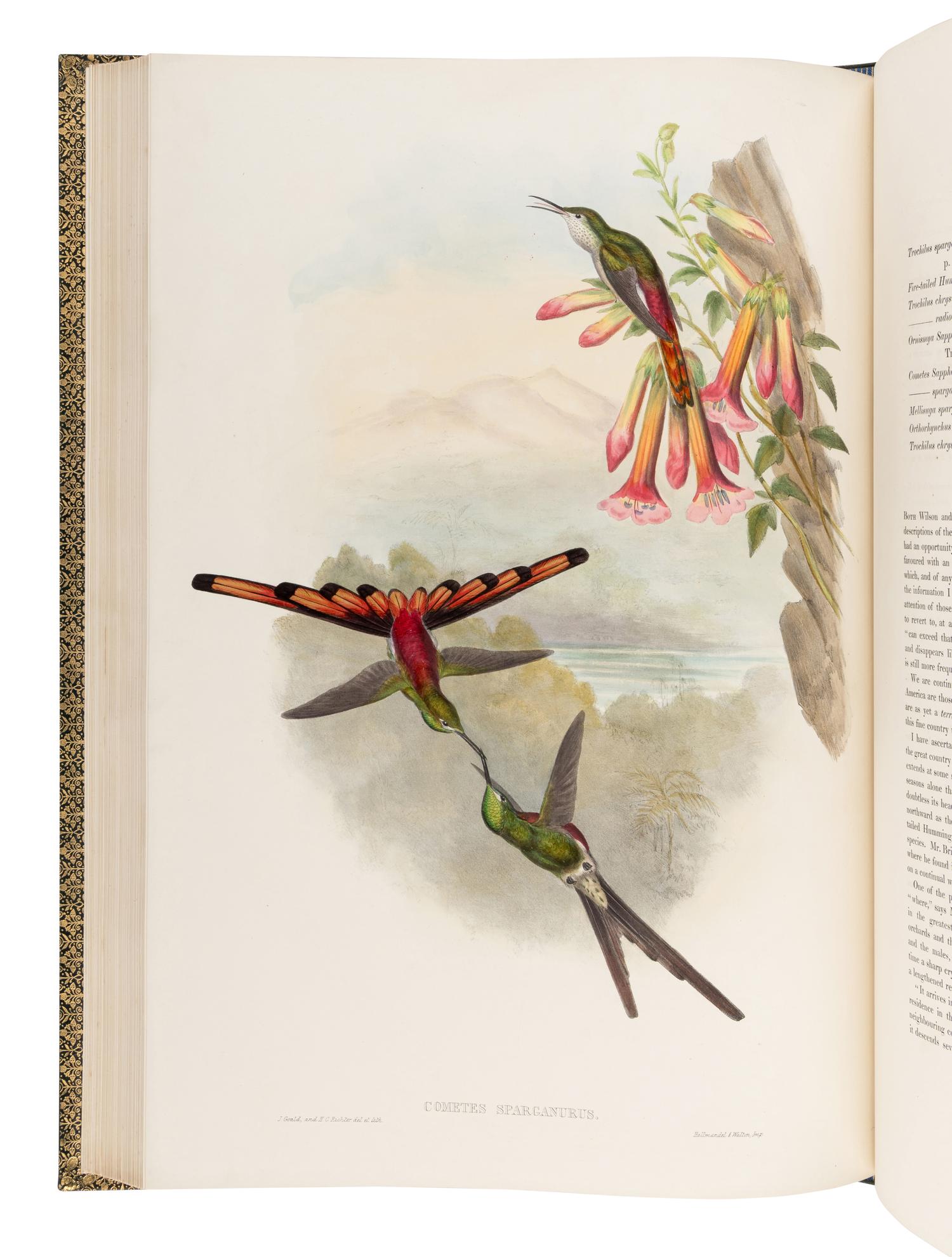 GOULD, John (1804-1881). A Monograph of the Trochilidae, or Family of Humming-Birds . London: Taylor and Francis for the Author, [1849]-1861.