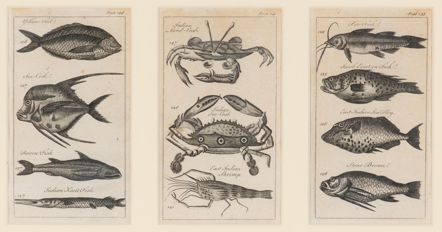 A Set of Seven Framed Groups of Ichthyological Engravings