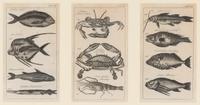 A Set of Seven Framed Groups of Ichthyological Engravings