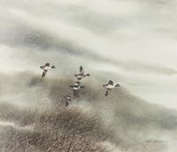 Five Ducks in the Snow