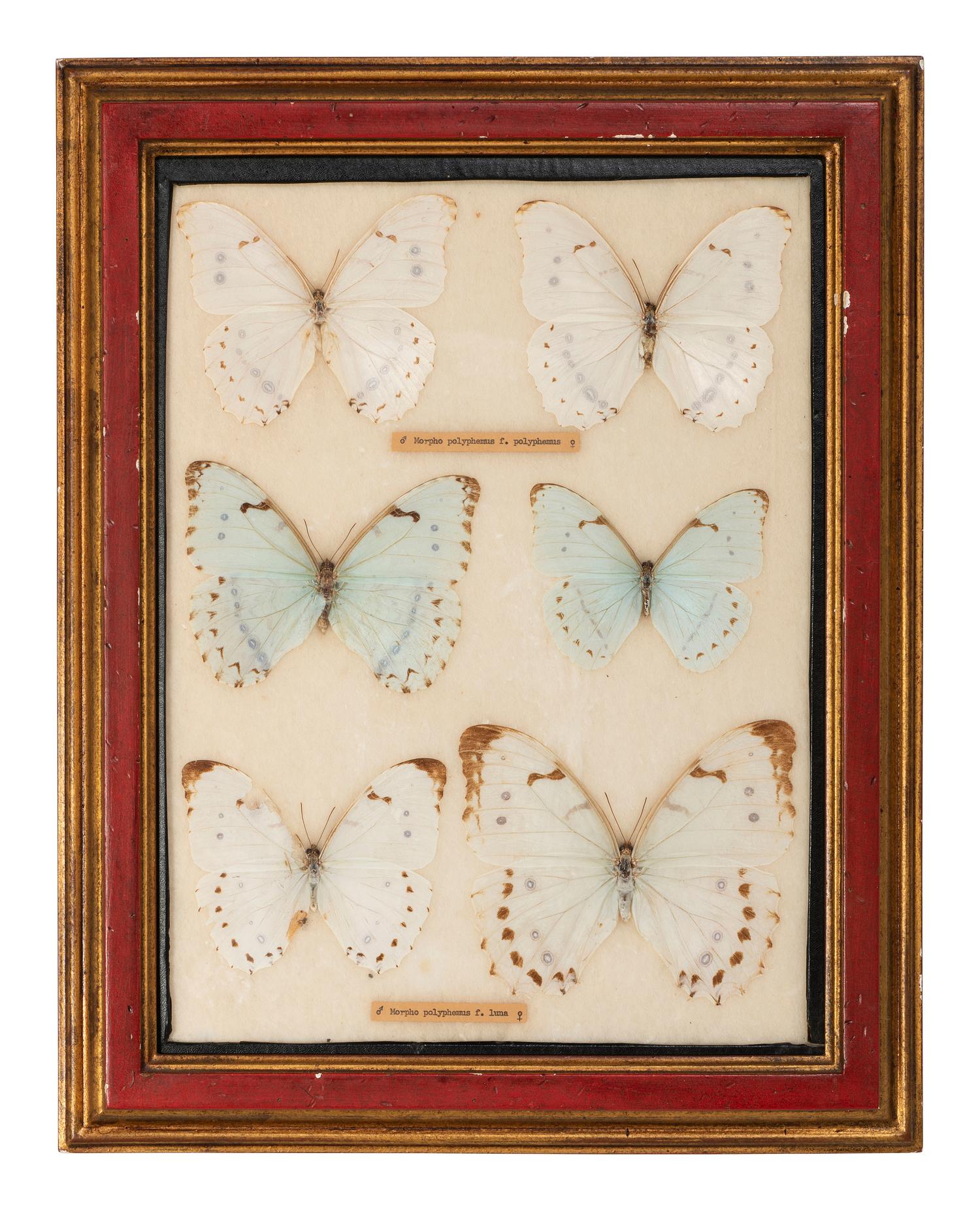 Four Framed Groups of Lepidopterological Specimens