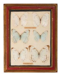 Four Framed Groups of Lepidopterological Specimens