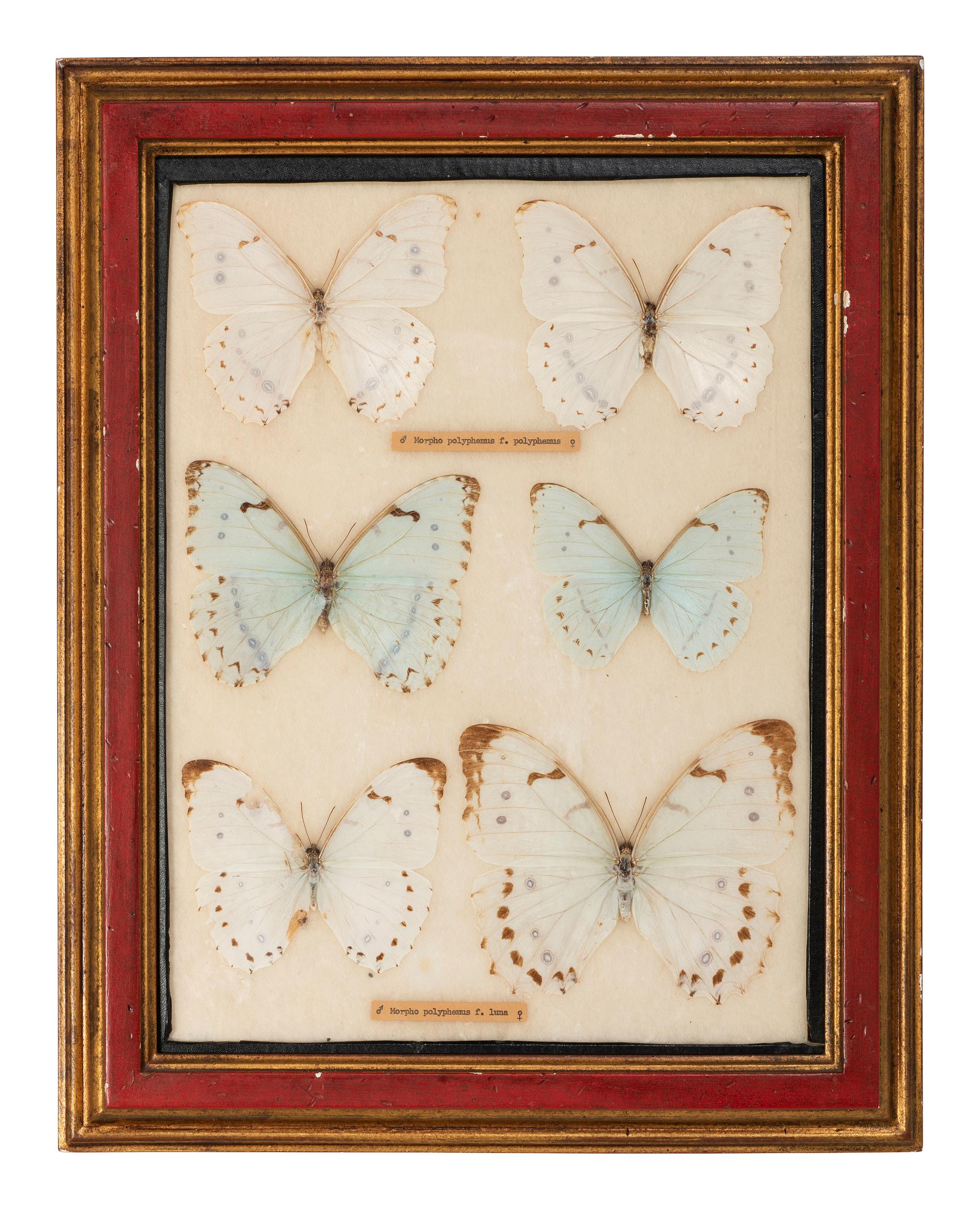 Four Framed Groups of Lepidopterological Specimens