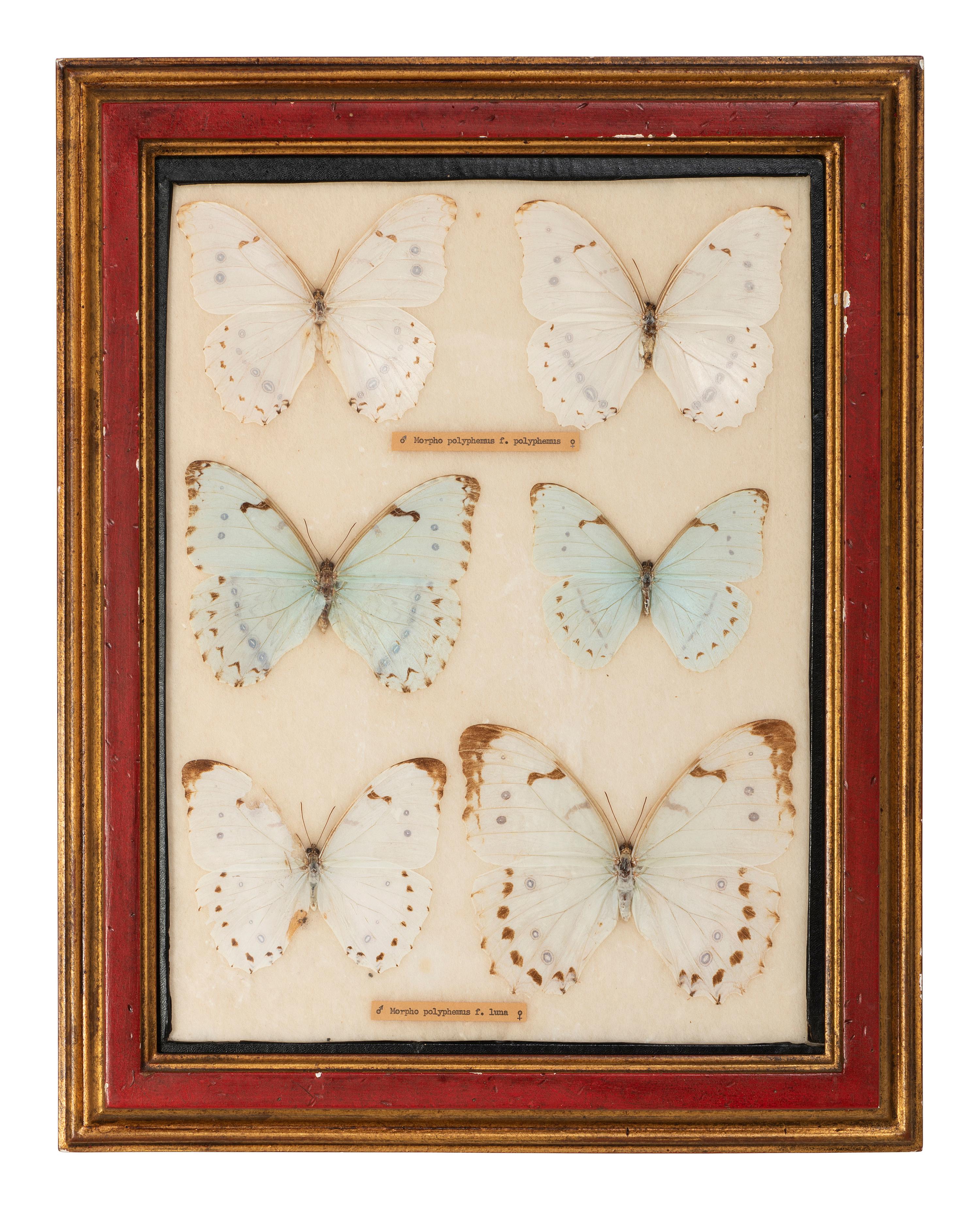 Four Framed Groups of Lepidopterological Specimens