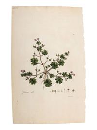 A Group of Avian and Botanical Prints
