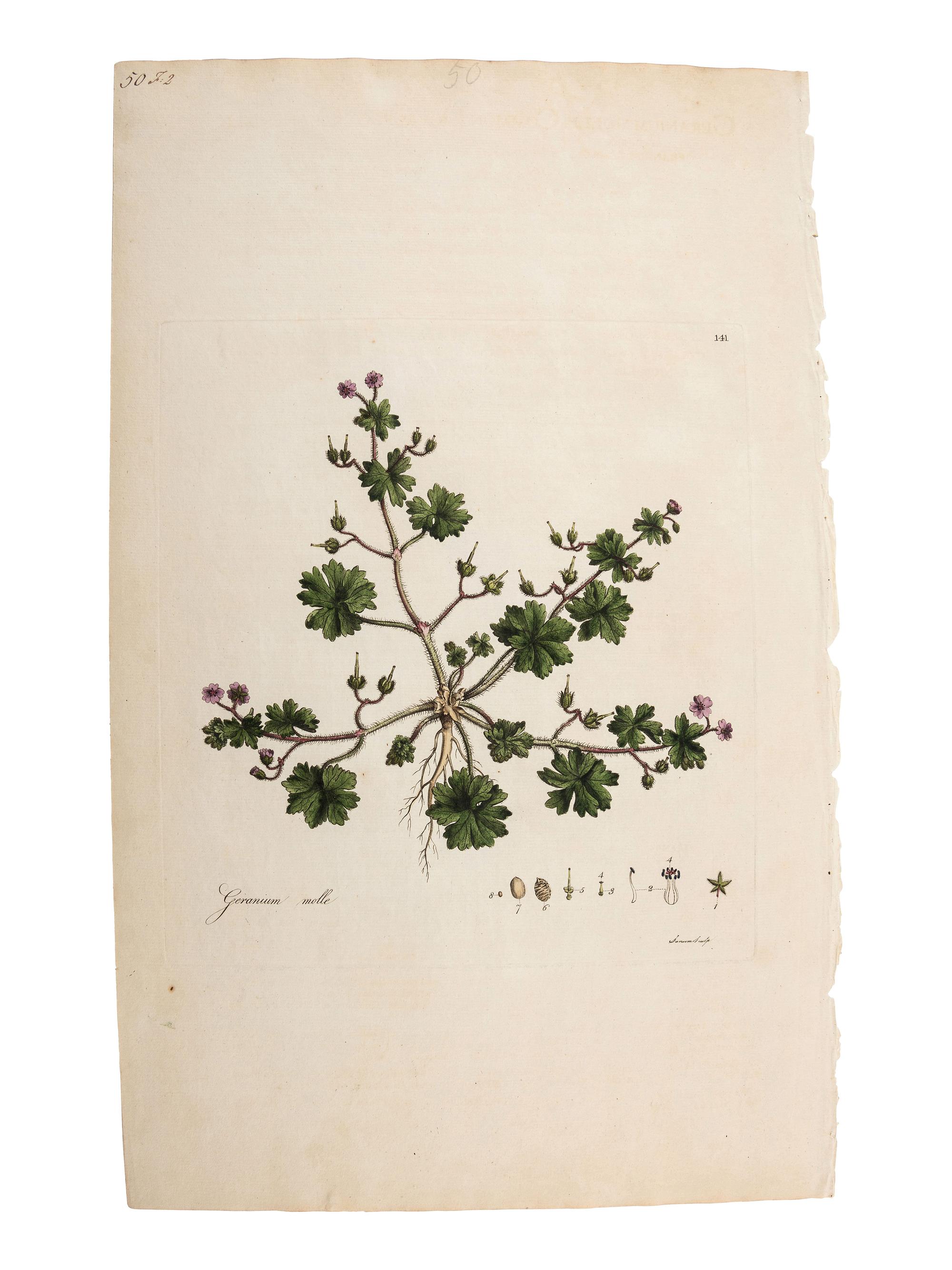 A Group of Avian and Botanical Prints