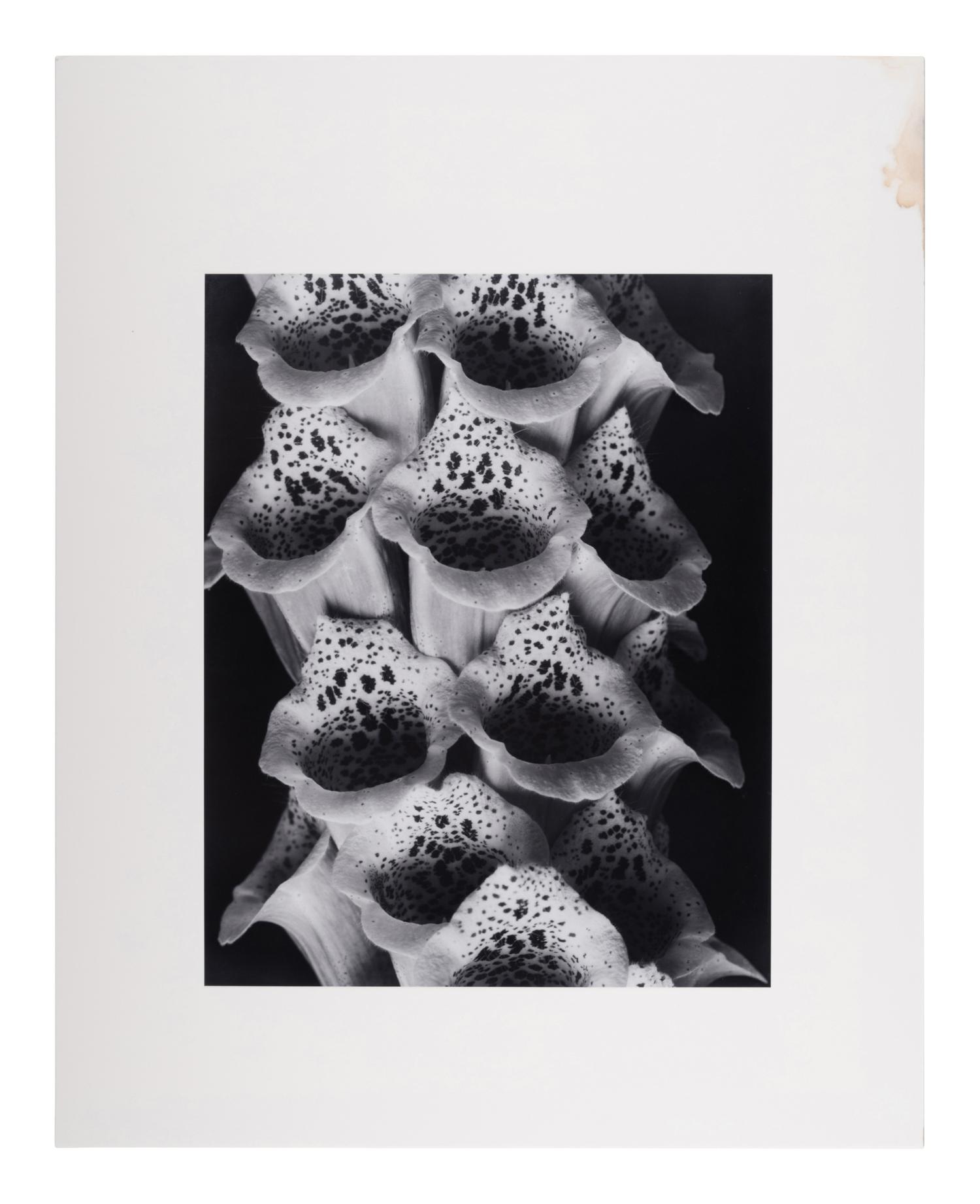 A group of twenty-one photographs (from Twenty-five Photographs printed by George Tice with labels signed by George Tice and Joanna Steichen)