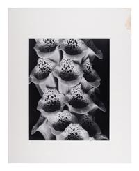 A group of twenty-one photographs (from Twenty-five Photographs printed by George Tice with labels signed by George Tice and Joanna Steichen)