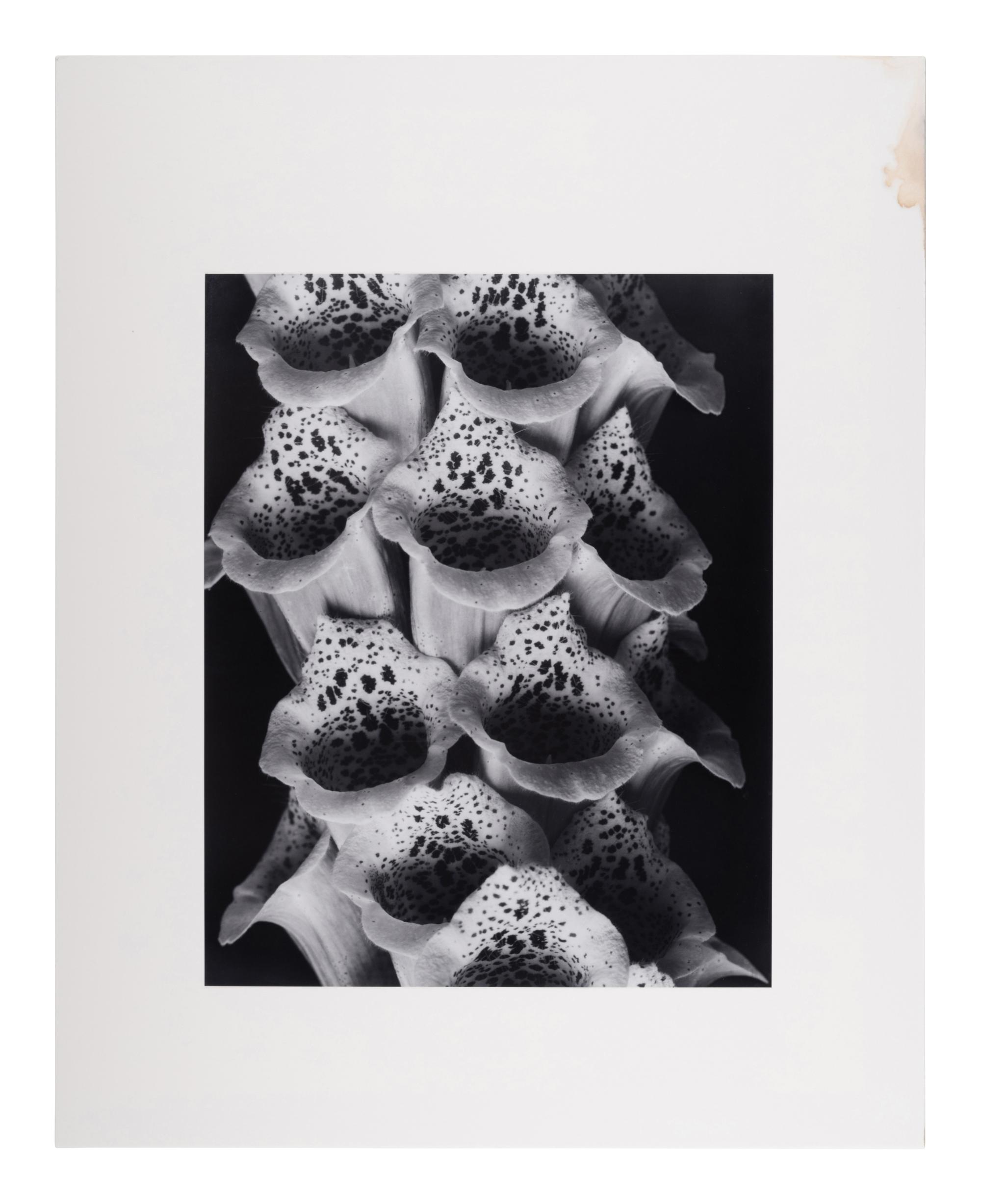 A group of twenty-one photographs (from Twenty-five Photographs printed by George Tice with labels signed by George Tice and Joanna Steichen)