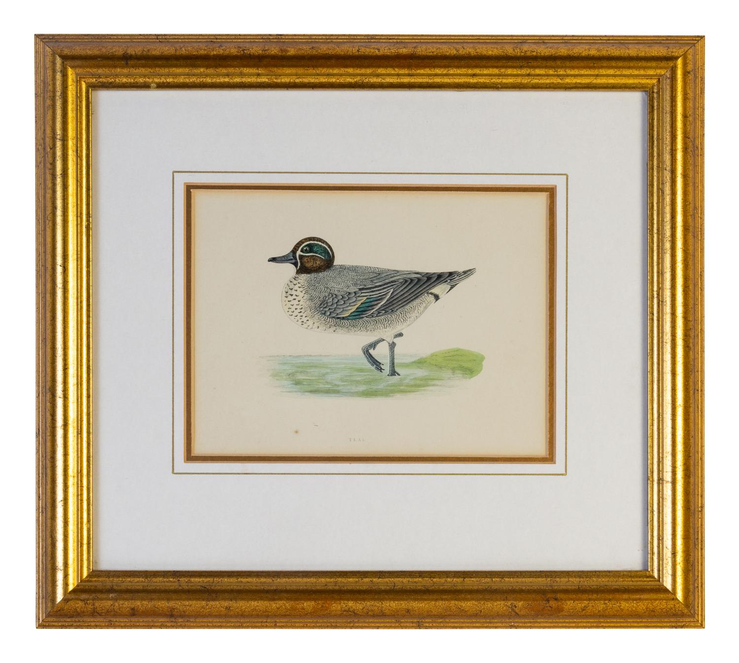 A Group of Twelve Framed Ornithological Prints
