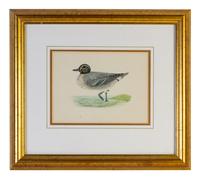 A Group of Twelve Framed Ornithological Prints