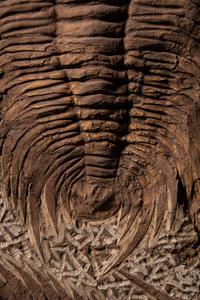 A Fossil Plate with 3 Trilobite (Paradoxides)