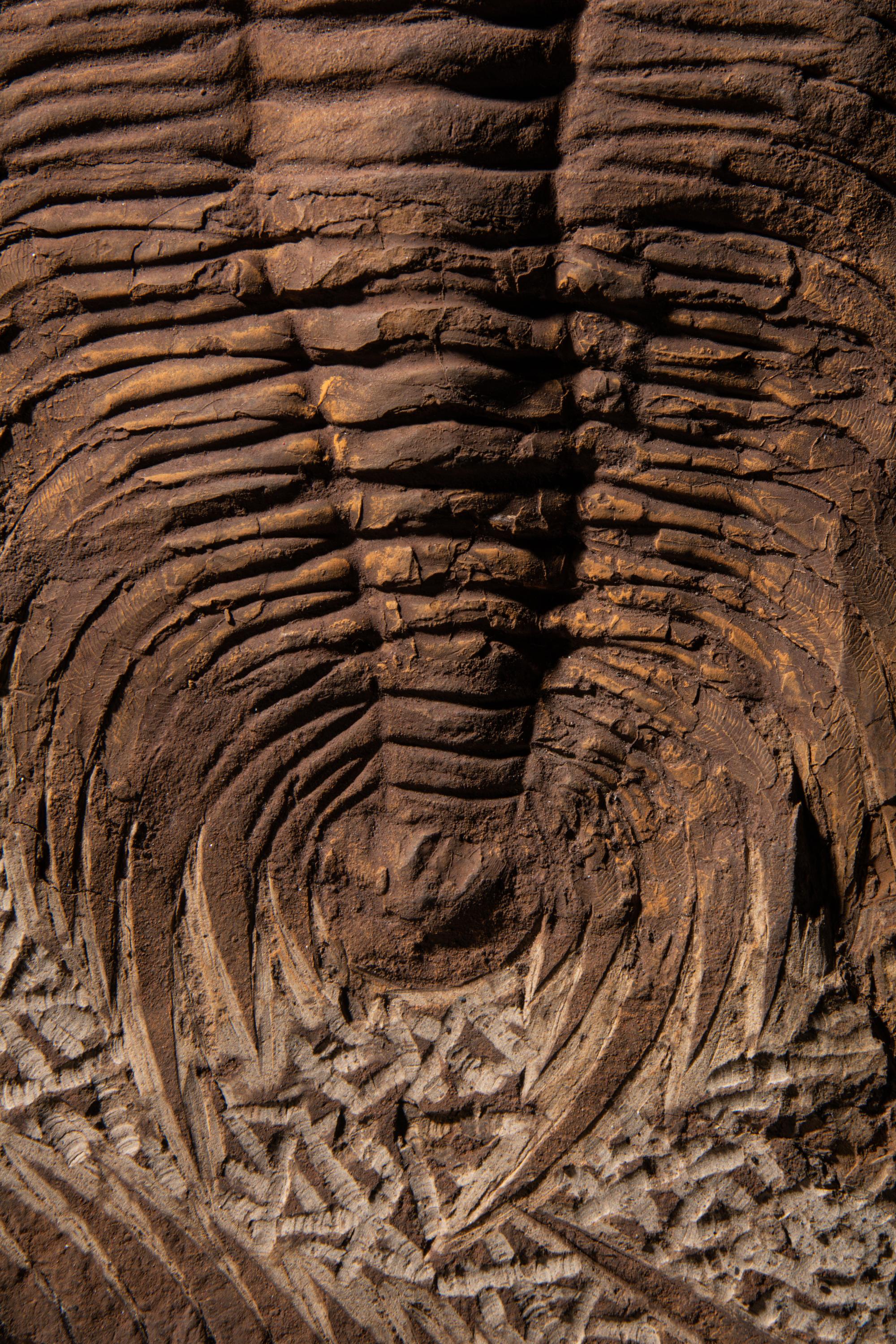 A Fossil Plate with 3 Trilobite (Paradoxides)