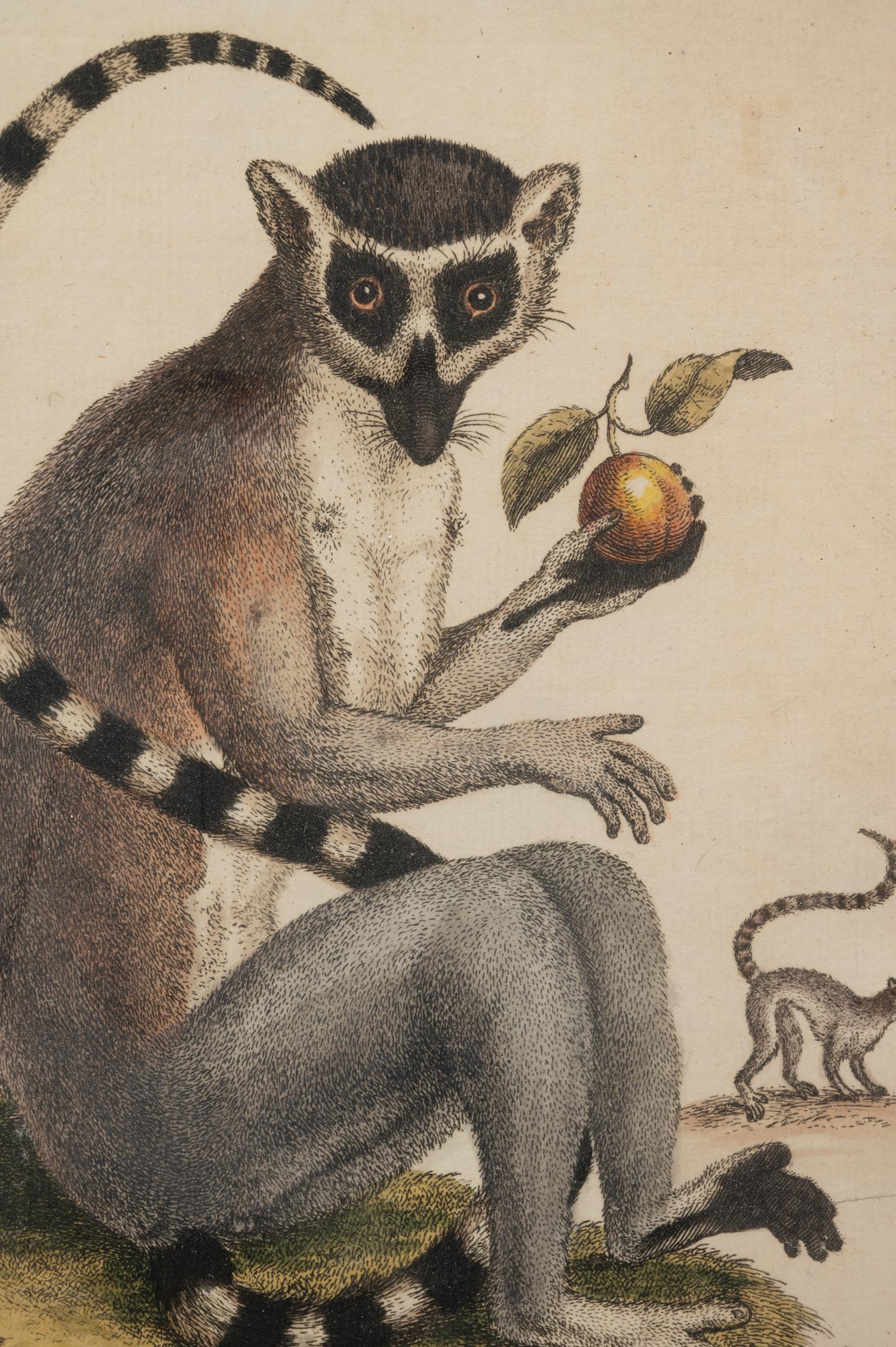 A Group of Six Continental Engravings Depicting Primates (Second Half 19th Century)