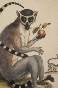 A Group of Six Continental Engravings Depicting Primates (Second Half 19th Century)
