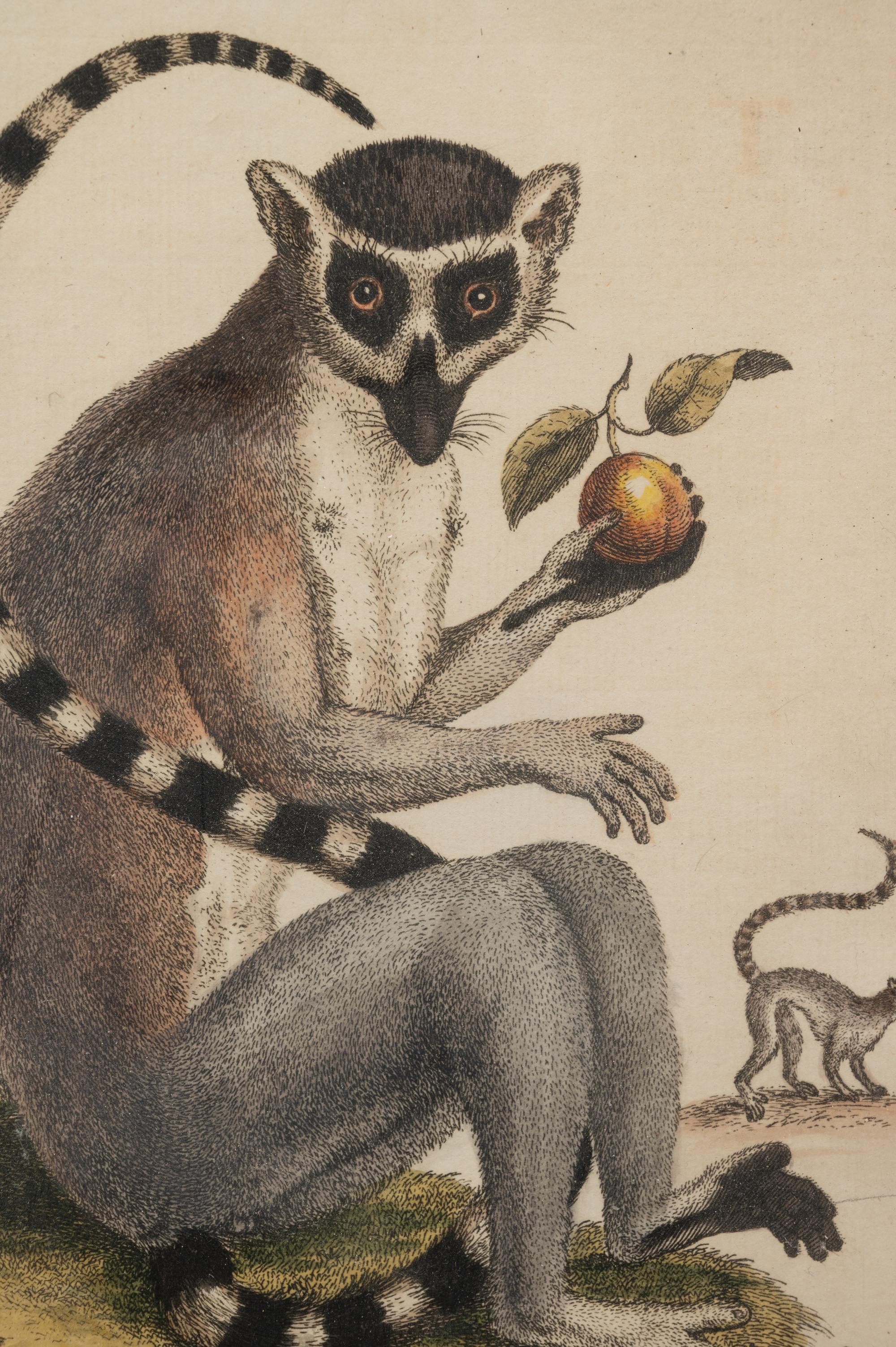 A Group of Six Continental Engravings Depicting Primates (Second Half 19th Century)