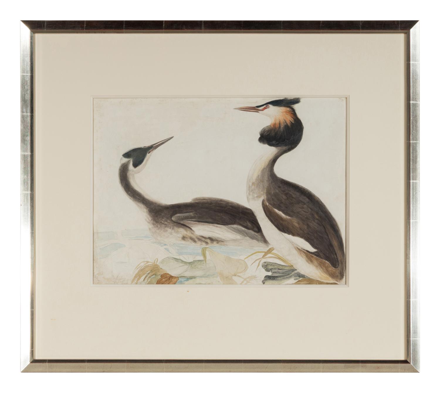 Great Crested Grebe