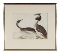 Great Crested Grebe