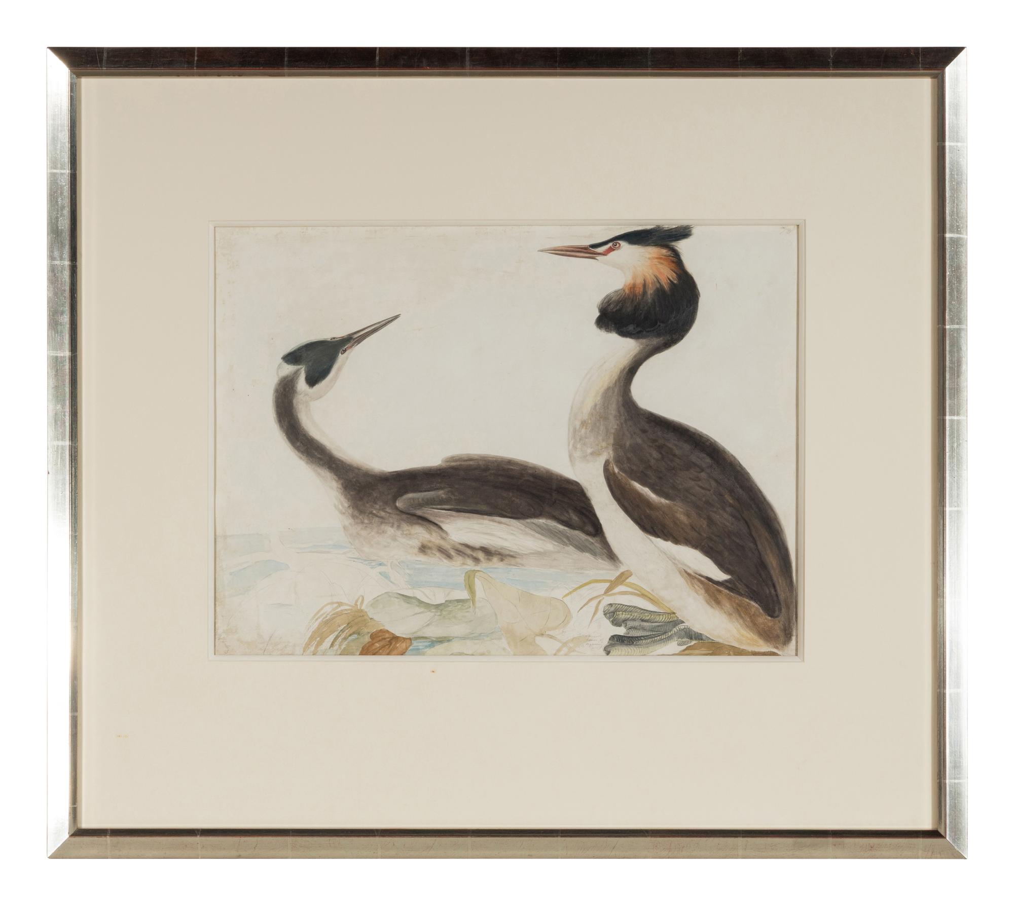 Great Crested Grebe