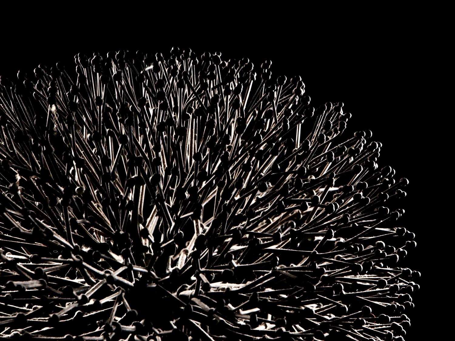 Untitled (Bush)