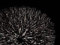 Untitled (Bush)