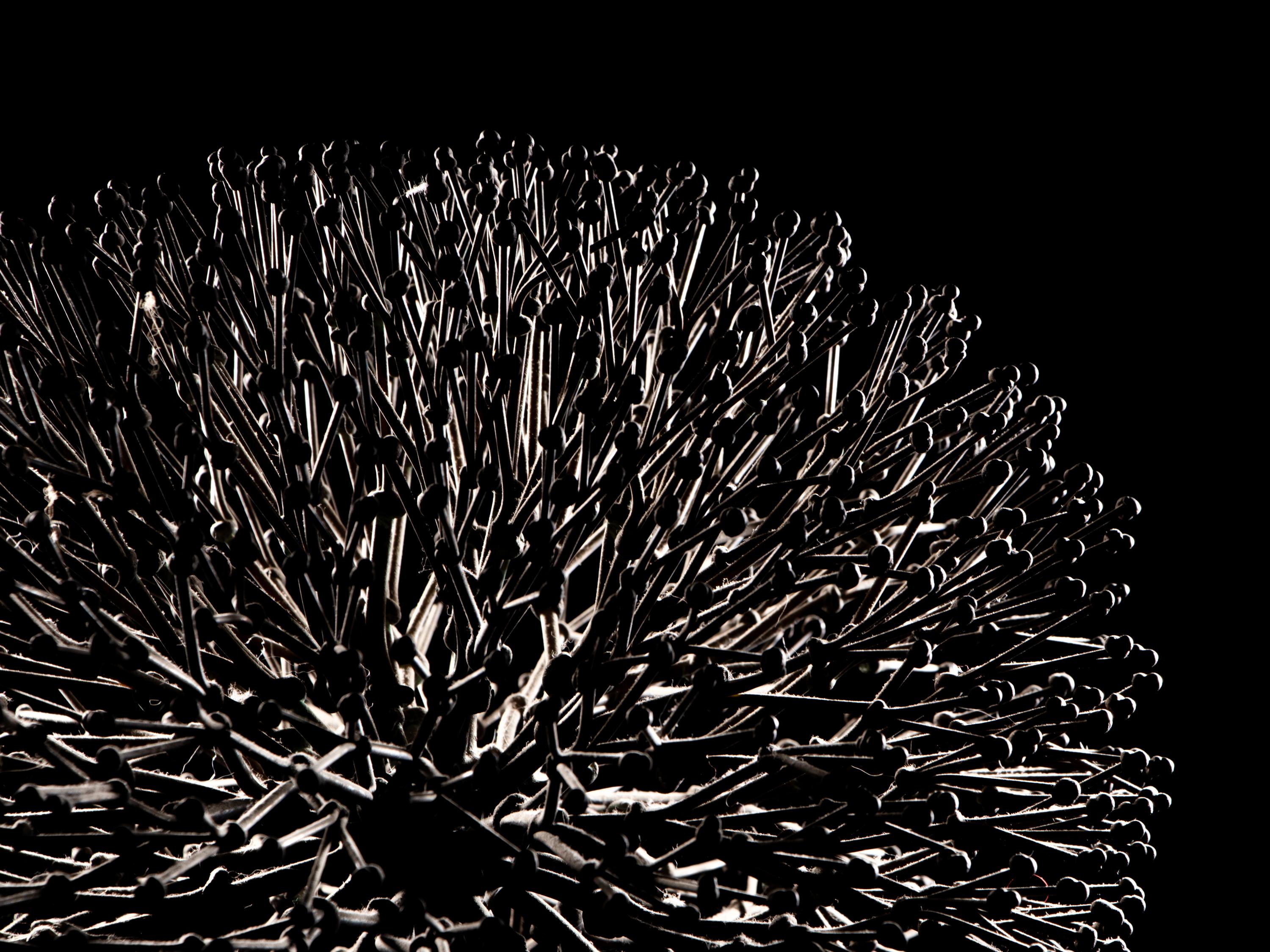 Untitled (Bush)
