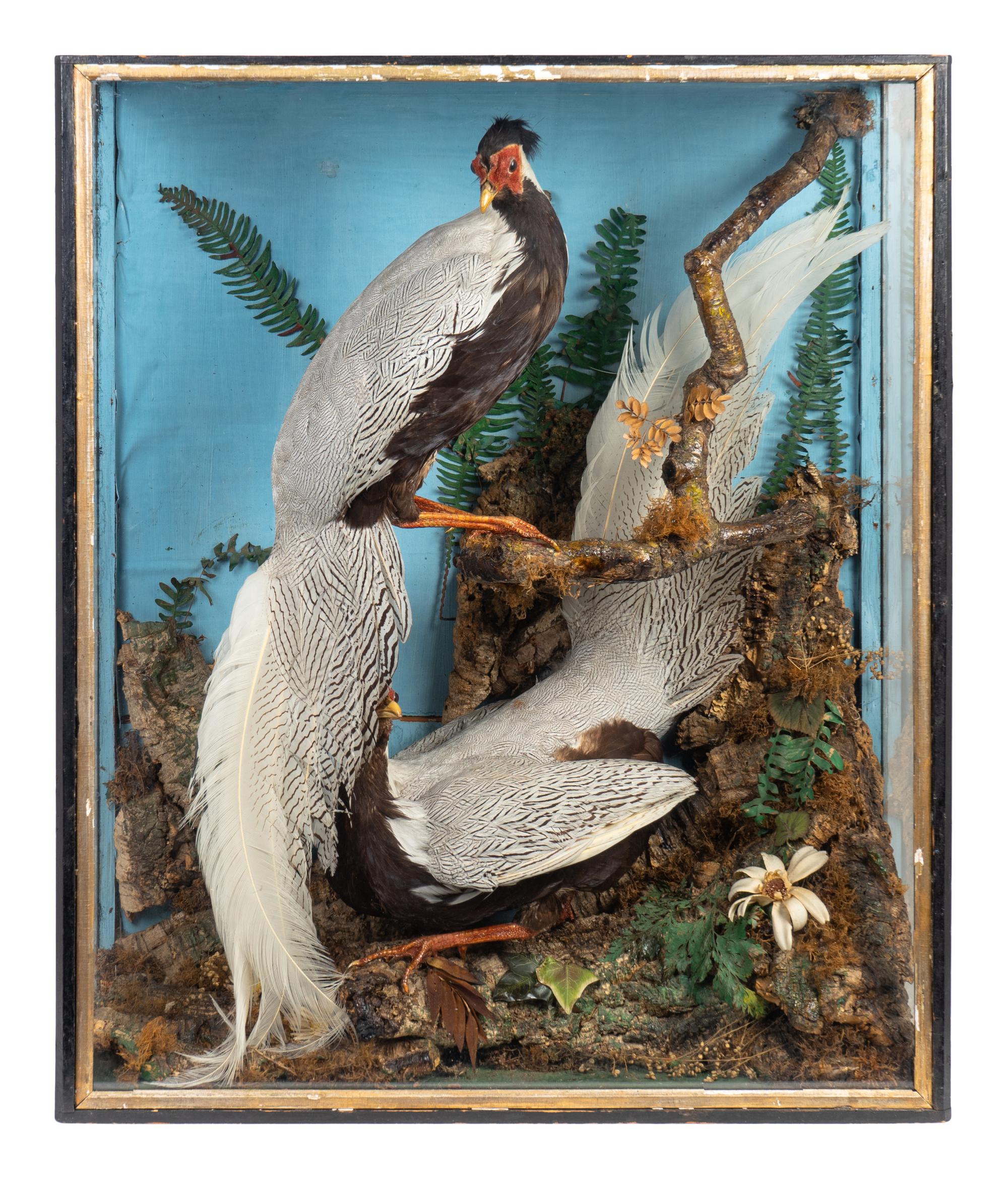 A Diorama of Two Silver Pheasants — 19TH/20TH CENTURY