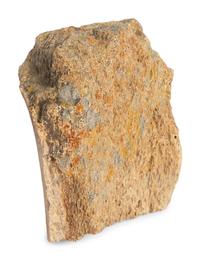 (History) A group of materials relating to dinosaurs, comprising:
