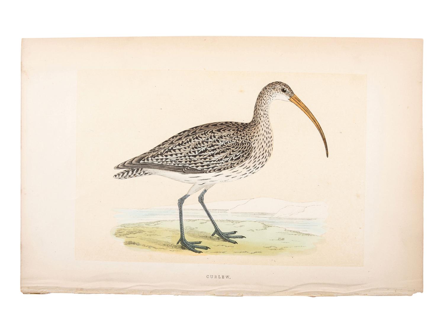 A Collection of Engravings from A History of British Birds , Rev. Francis Orpen Morris (Irish, 1810-1893)